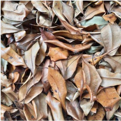 

DAUN CENGKEH KERING 1KG