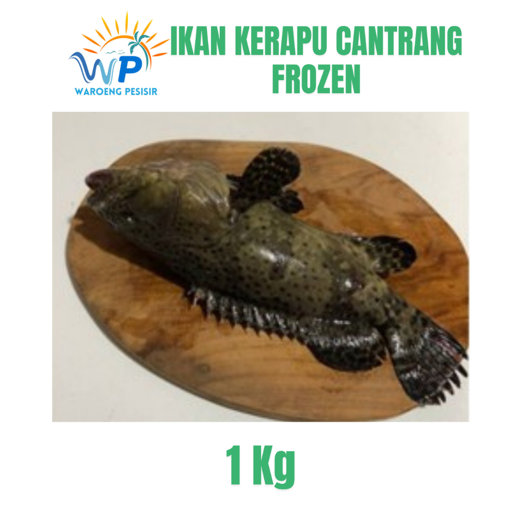 

IKAN KERAPU CANTRANG FROZEN – DIJUAL PER KILOGRAM