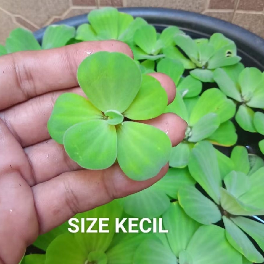 Apu Apu - Apu Apu Mawar - Kapu Kapu - Tanaman Apung