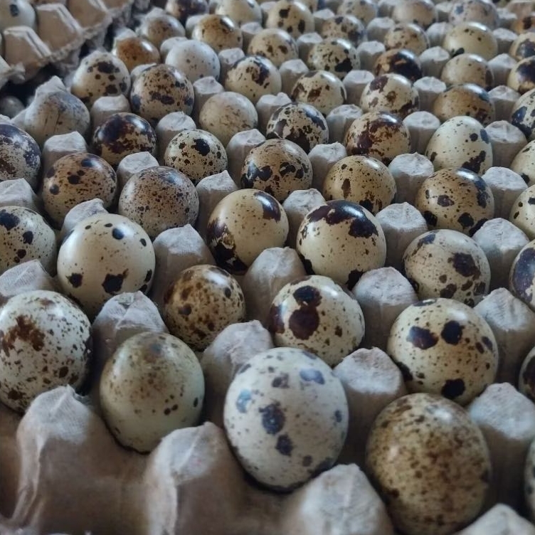 

Telur Puyuh 20butir/ 50 butir/ 100butir [MATANG]