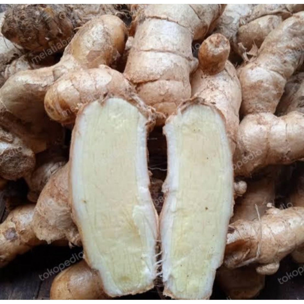 

Kunyit putih segar - temu putuh segar 1kg