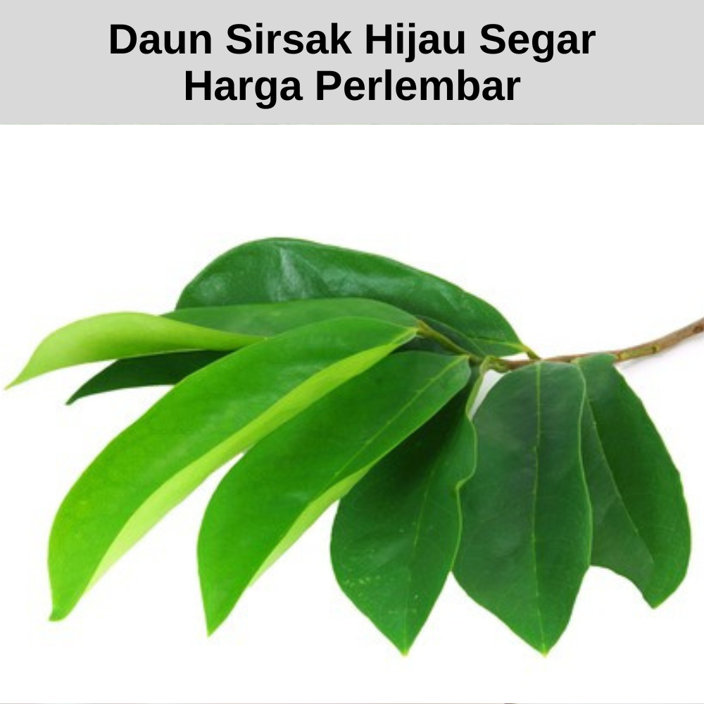 

Daun Sirsak Hijau Segar Organik Petik Langsung Harga Perlembar