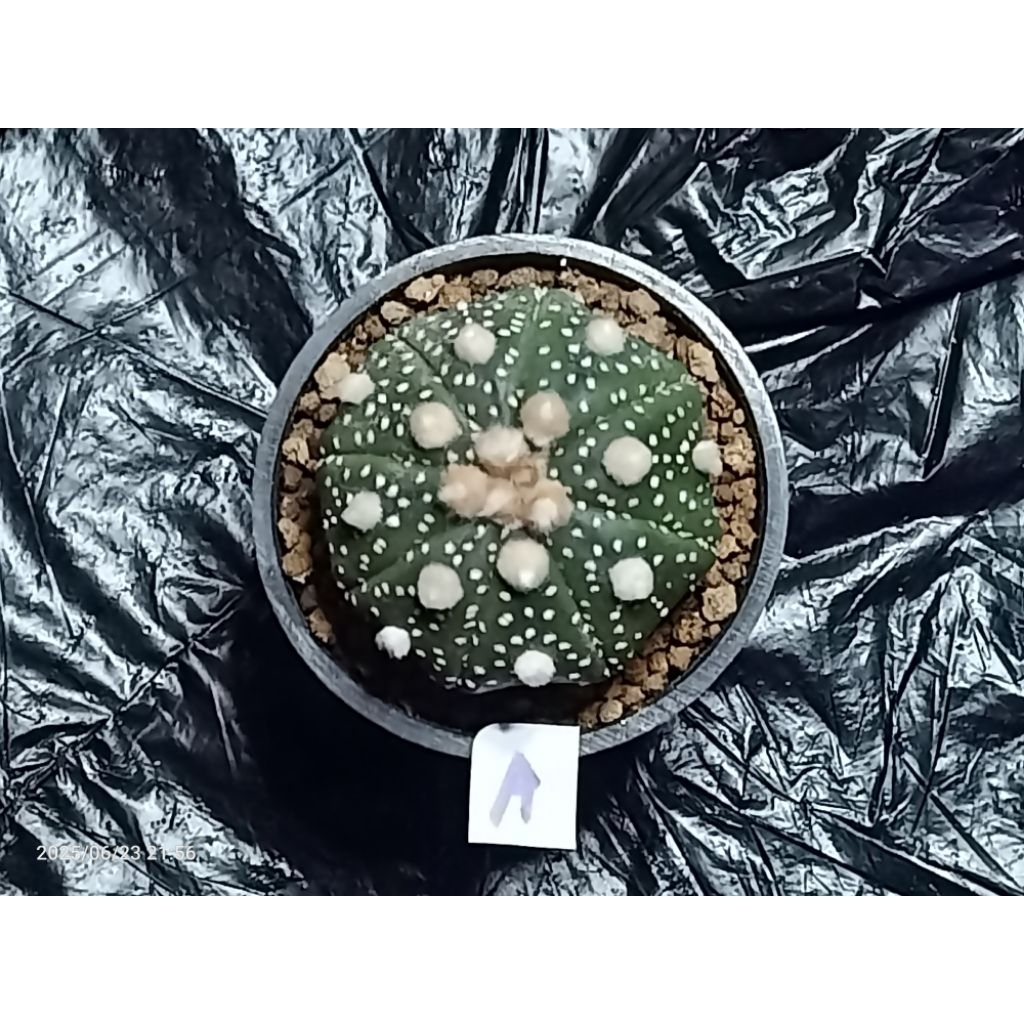 Astrophytum asterias kabuto
