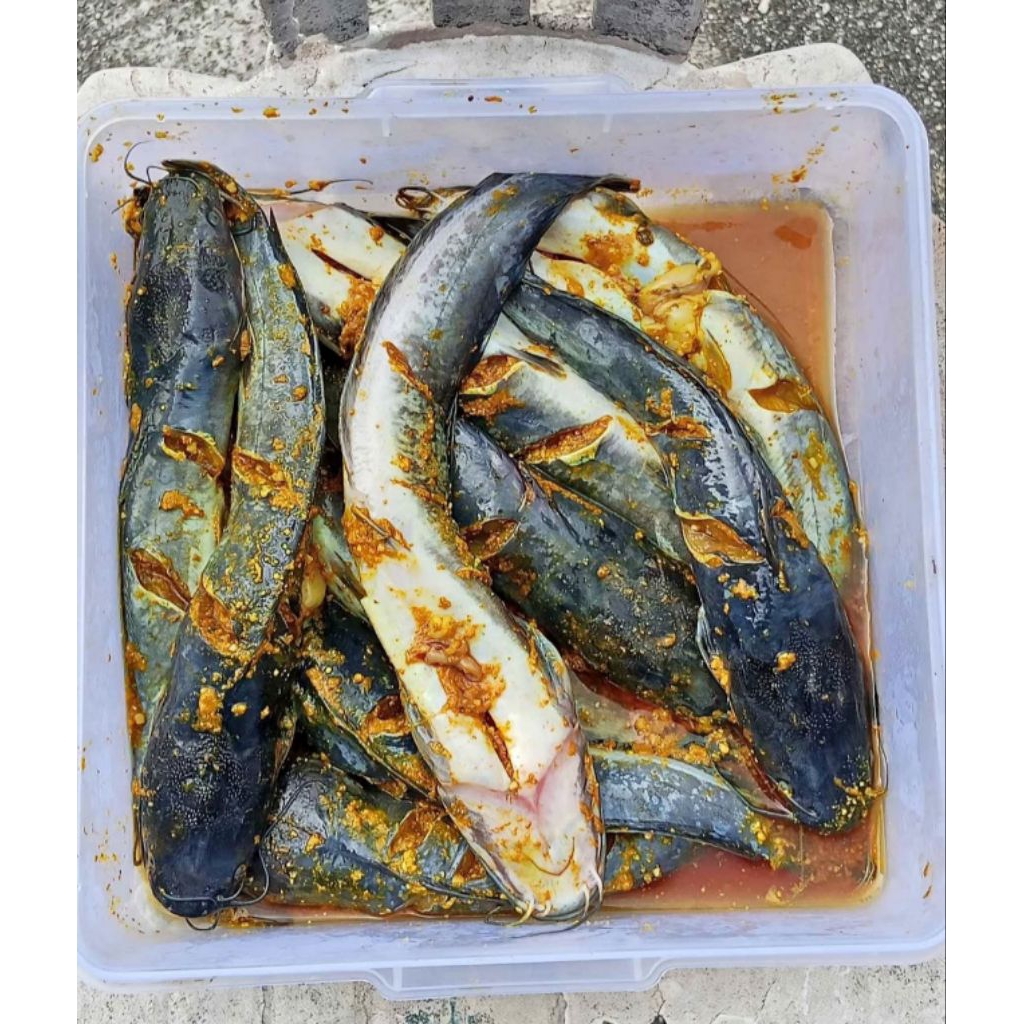 

(250gr) Lele marinasi siap goreng