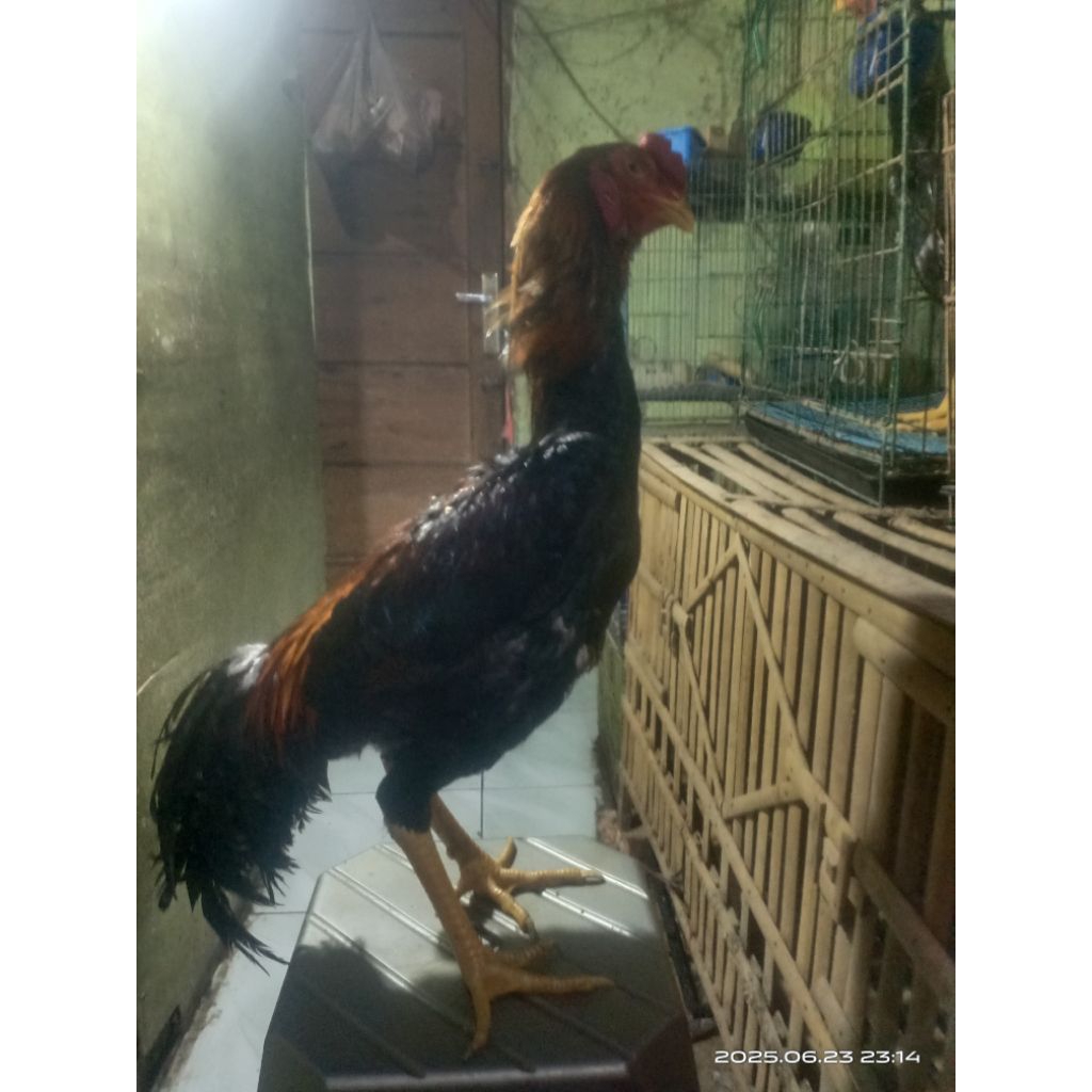 ayam shamo jepang x eropa jantan siap ternak jual murah mau vakum di ayam GK ada tempat nya