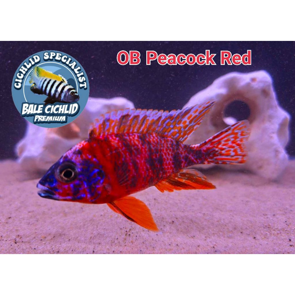 OB Peacock Cichlid (Aulonocara)