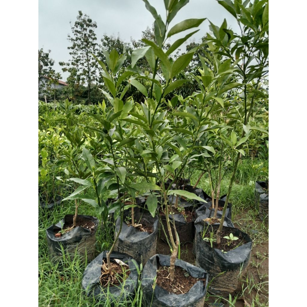 

JERUK NAGAMI berkwalitas.bibit tanaman unggul by agroayu737