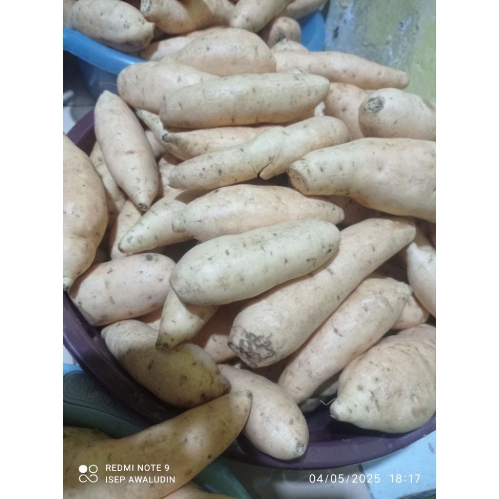 

ubi cilembu madu spek c sekilo isi 7-10