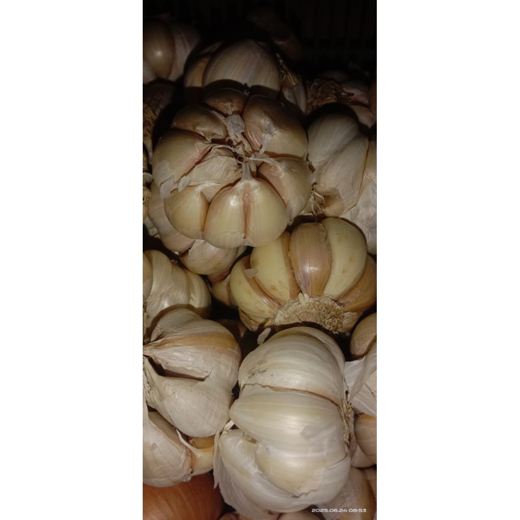 

Bawang putih apel 250gr murah
