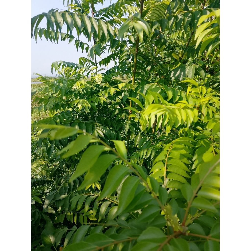 

Daun kari segar 100gm