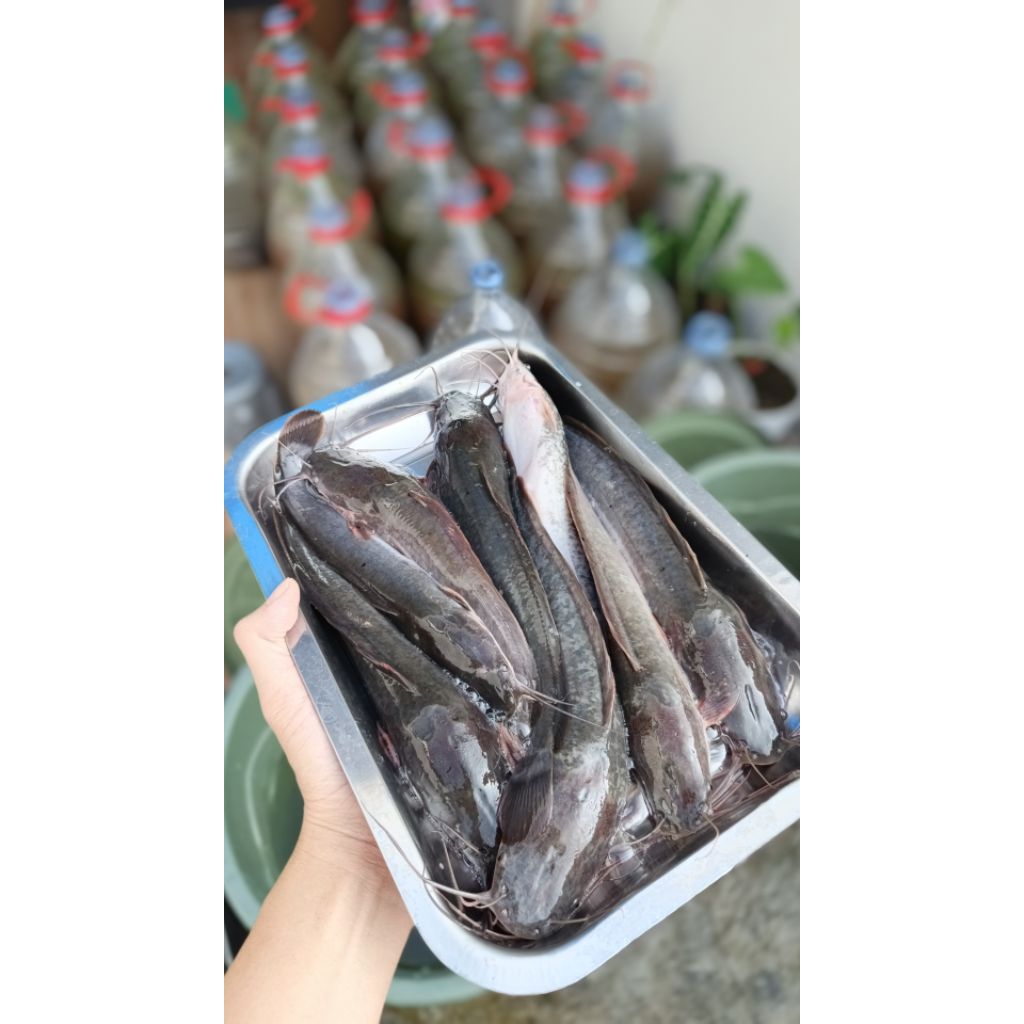 

Lele fresh KUALITAS TERJAMIN budidaya sendiri dlm galon dan terpal.
