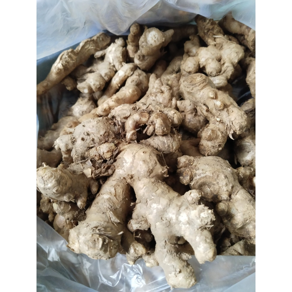 

Jahe Emprit Kualitas Baik Rempah Bumbu Segar Surabaya 1000 gram 1 Kg