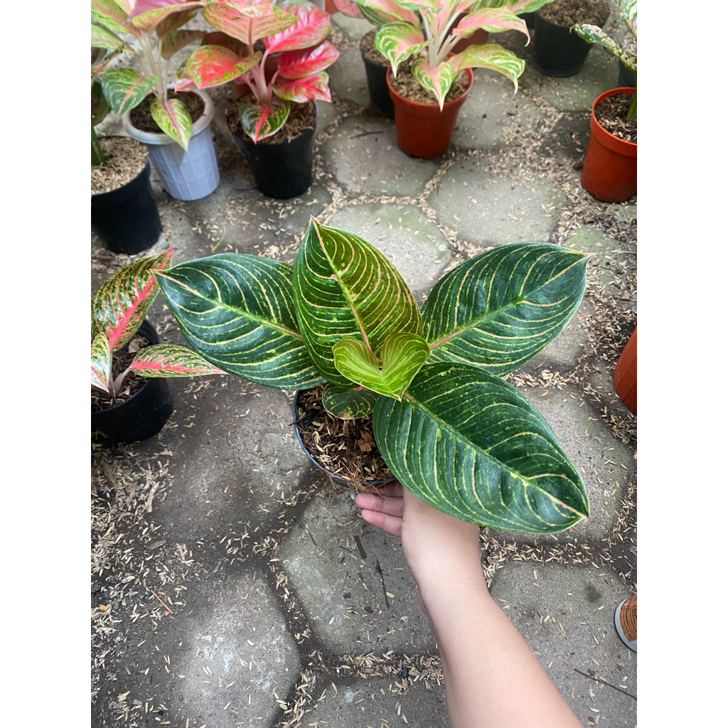 Aglaonema KRESNA GOLDEN
