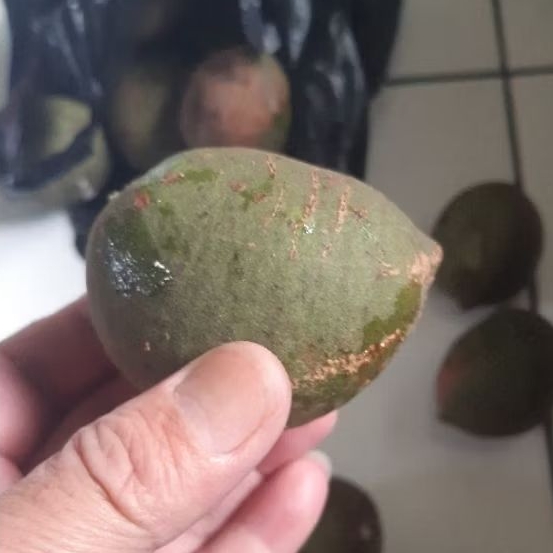 Kemiri Adu Muncang Adu Yanti Arum Cangklongan