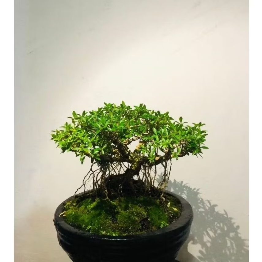 Pot Bonsai Mame Bulat