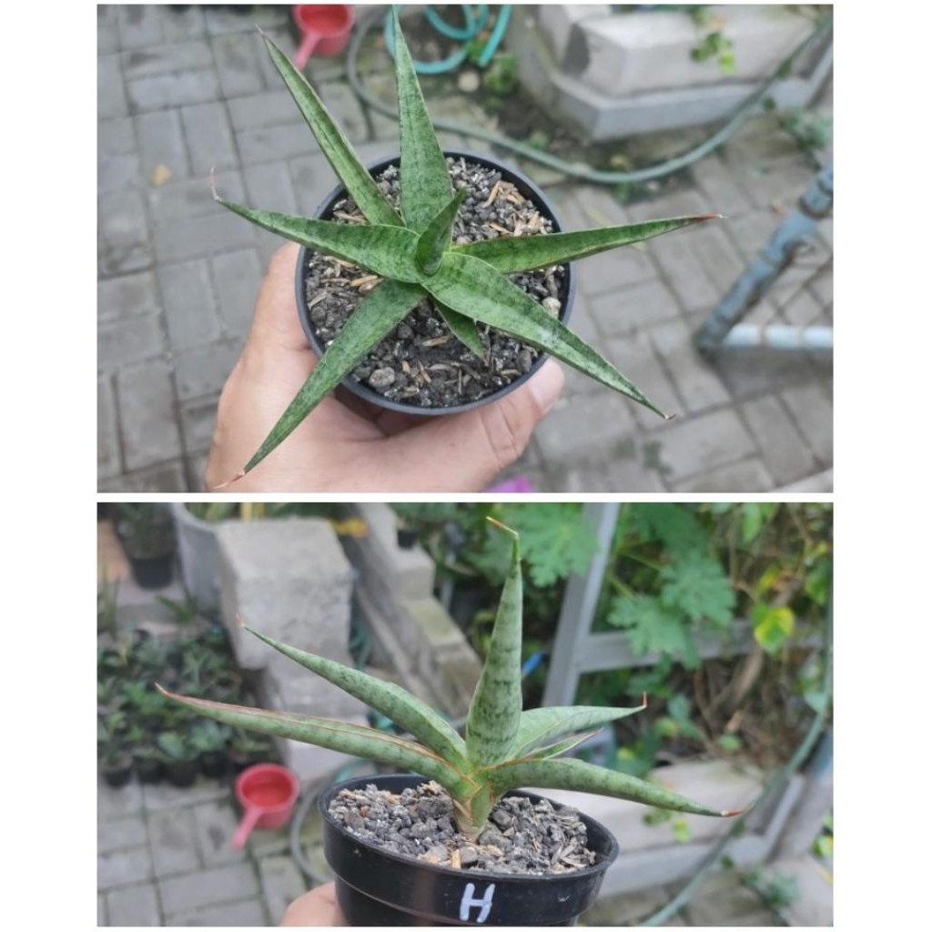 sansevieria hybrid roket