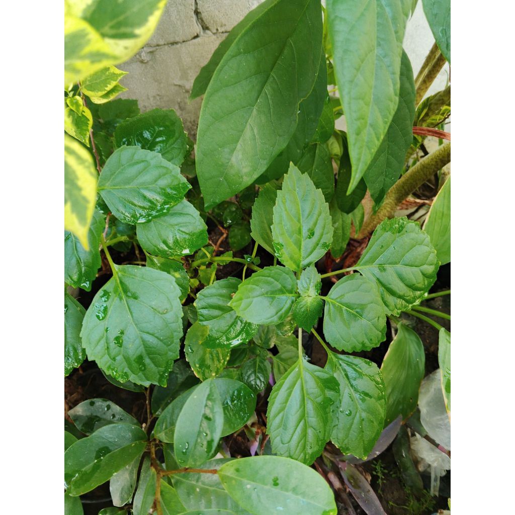 

daun herbal nilam