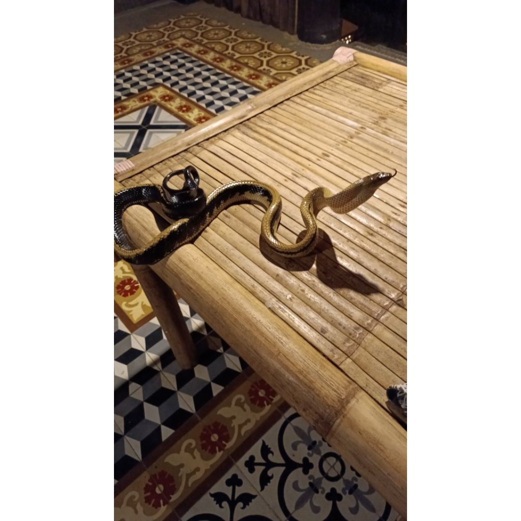 

ikan asin,belut lado asin kering