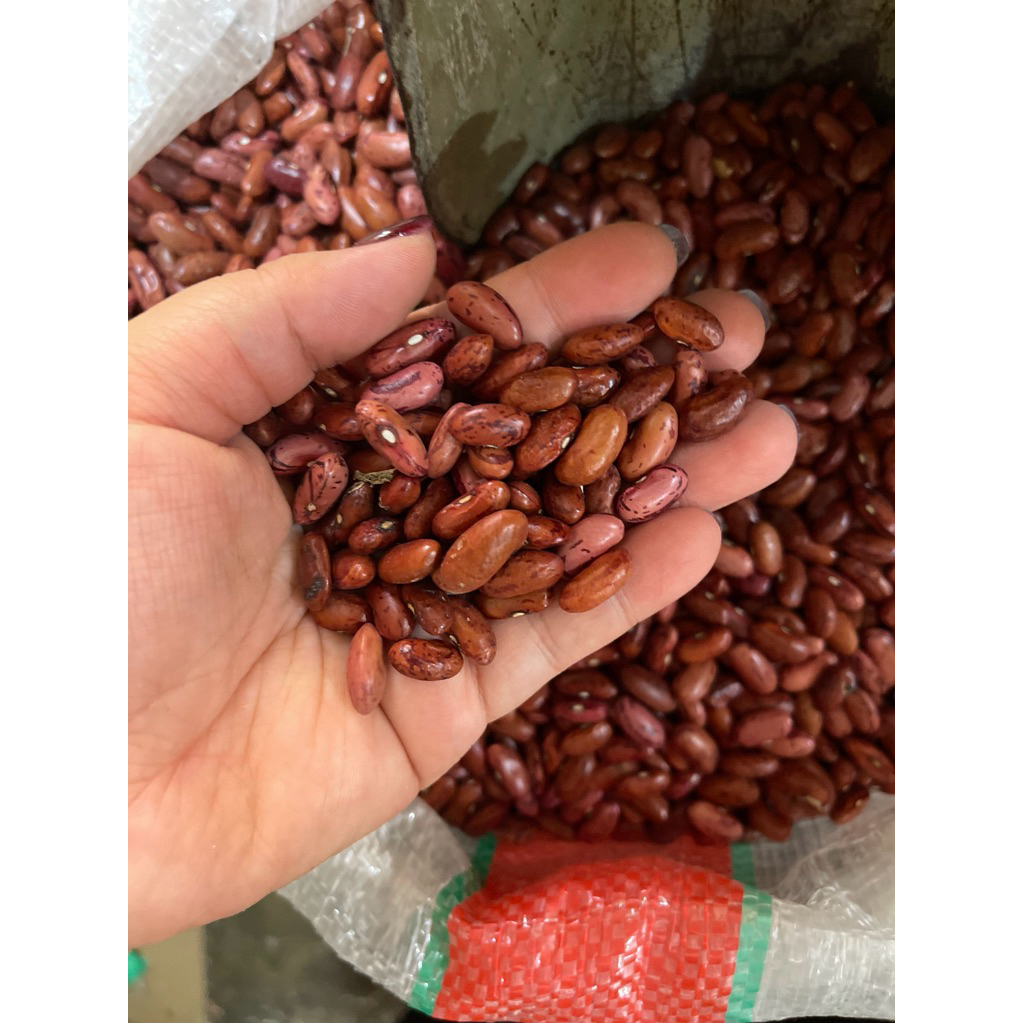 

kacang merah besar