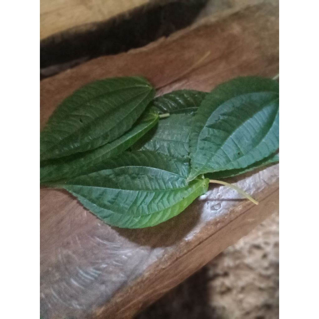 

ready daun lalapan pohpohan segar fres ikat