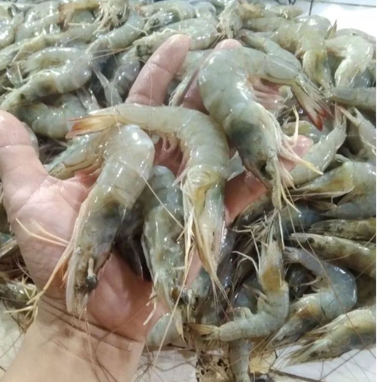 

Udang laut seger 1 kg size 30-35 Terlariss