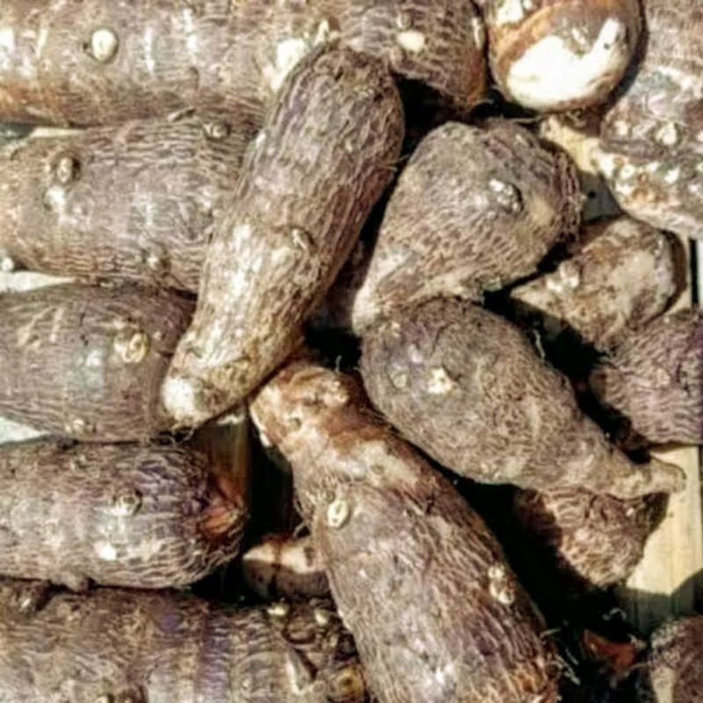 

umbi talas kimpul talas pulen raos