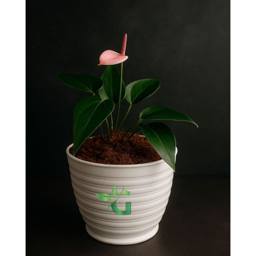 Tanaman hias Bunga Anthurium mini - Bibit tanaman hias bunga anthurium mini pink