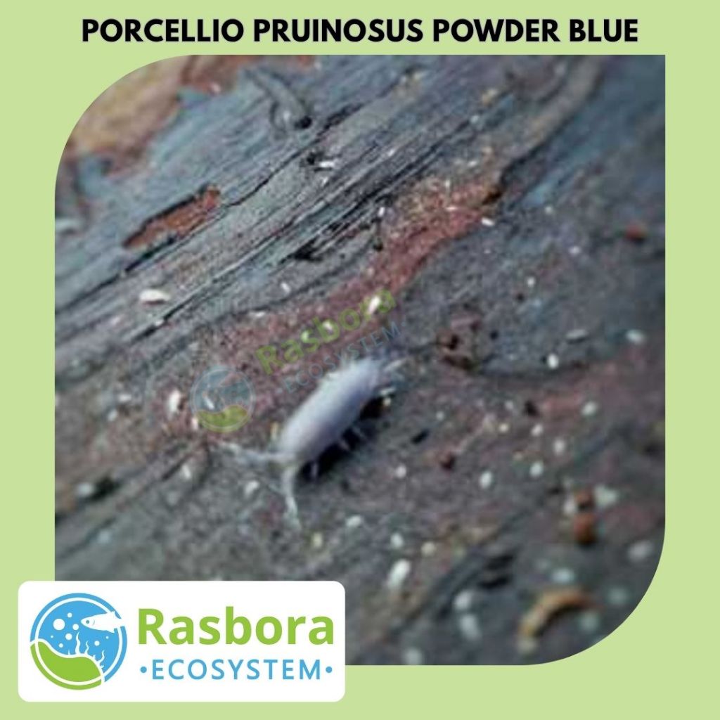 isopod powder blue Porcellionides Pruinosus pembersih terrarium vivarium