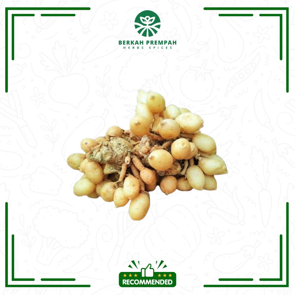 

Kunyit putih / kunyit gombyok / kunci pepet / Kaempferia rotunda segar / Temu Pepet Segar – Rimpang Herbal Alami | Bahan Jamu & Obat Tradisional - Berkahprempah