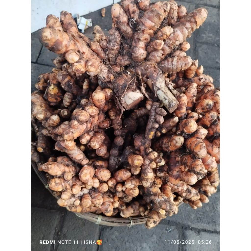 

KUNYIT SEGAR KUNIR MURAH ISNA