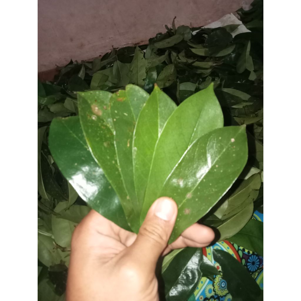 

Terlaris 100 lembar daun sirsak fres langsung kirim