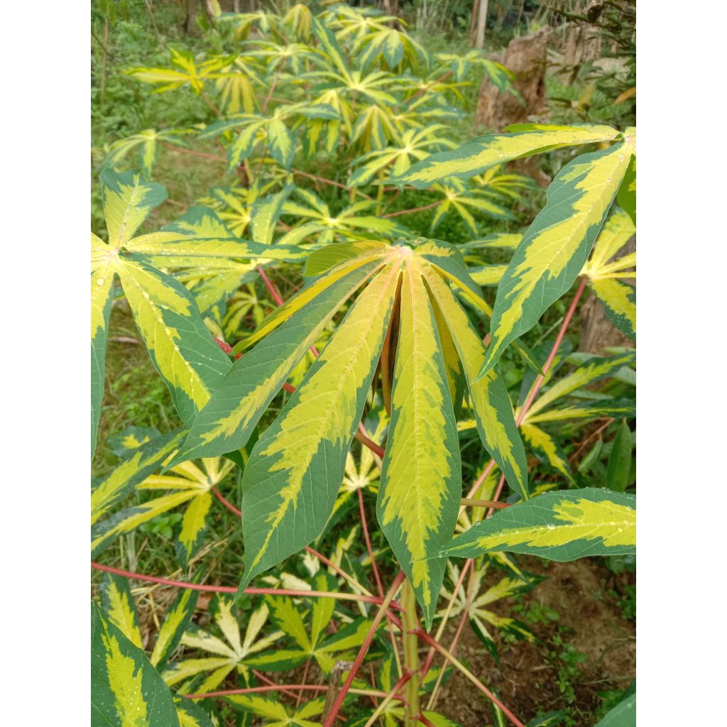 bibit stek batang ubi kayu varigata