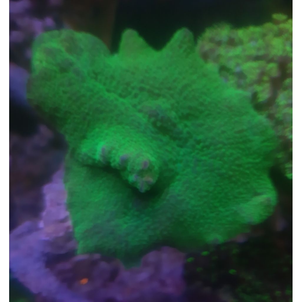 CORAL HIASAN JAMUR KUPING GAJAH HIJAU