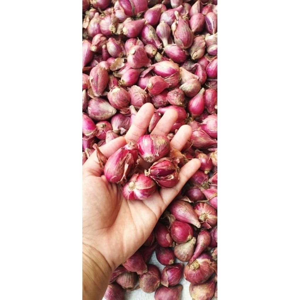 

Bawang Merah SUPER 1KG/ kering dan tidak busuk