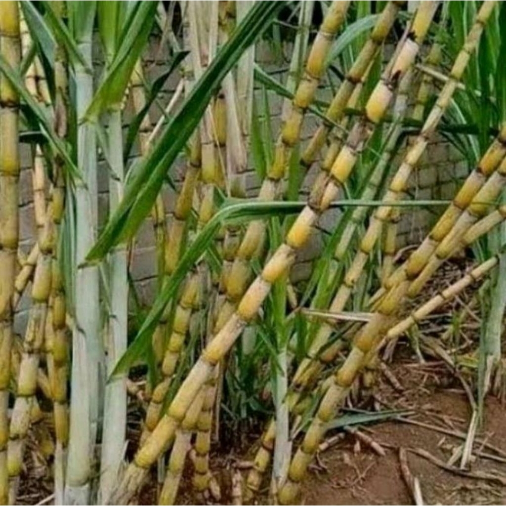 

tebu/tiwu madu segar alami 1kg / panjang 30cm