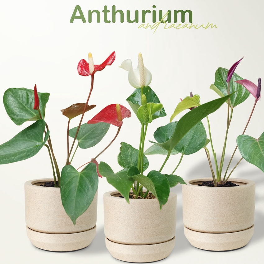 Tanaman Hias Anthurium - Anthurium Bunga - Anthurium andraeanum - Tanaman Bunga