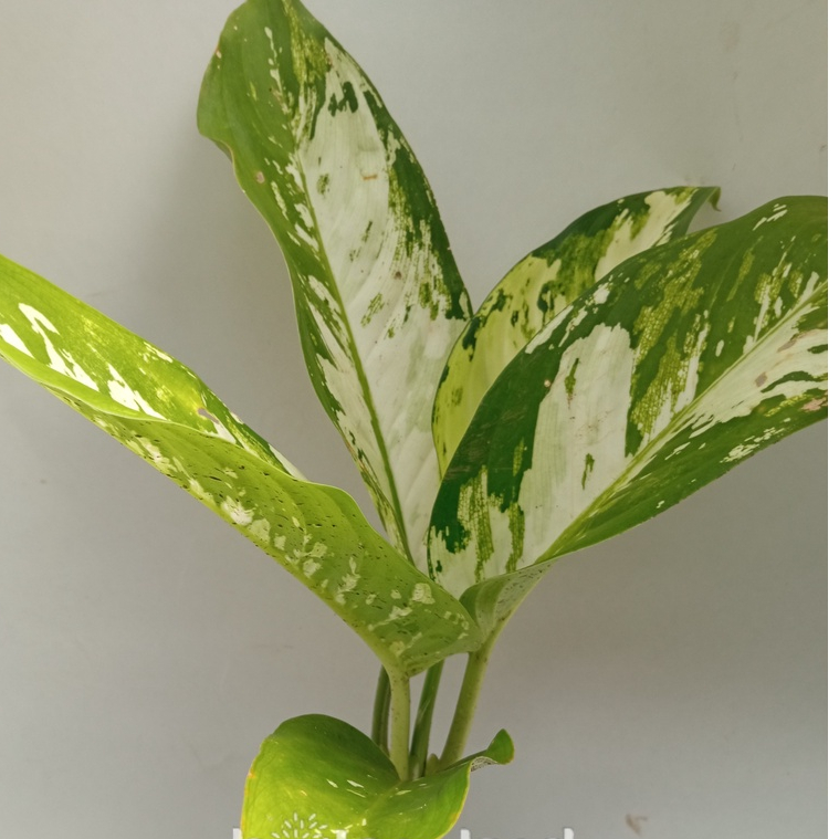 Tanaman Hias Dieffenbachia Aurora Sri rejeki | Tanaman Hias difentbachia | tanaman sri rejeki
