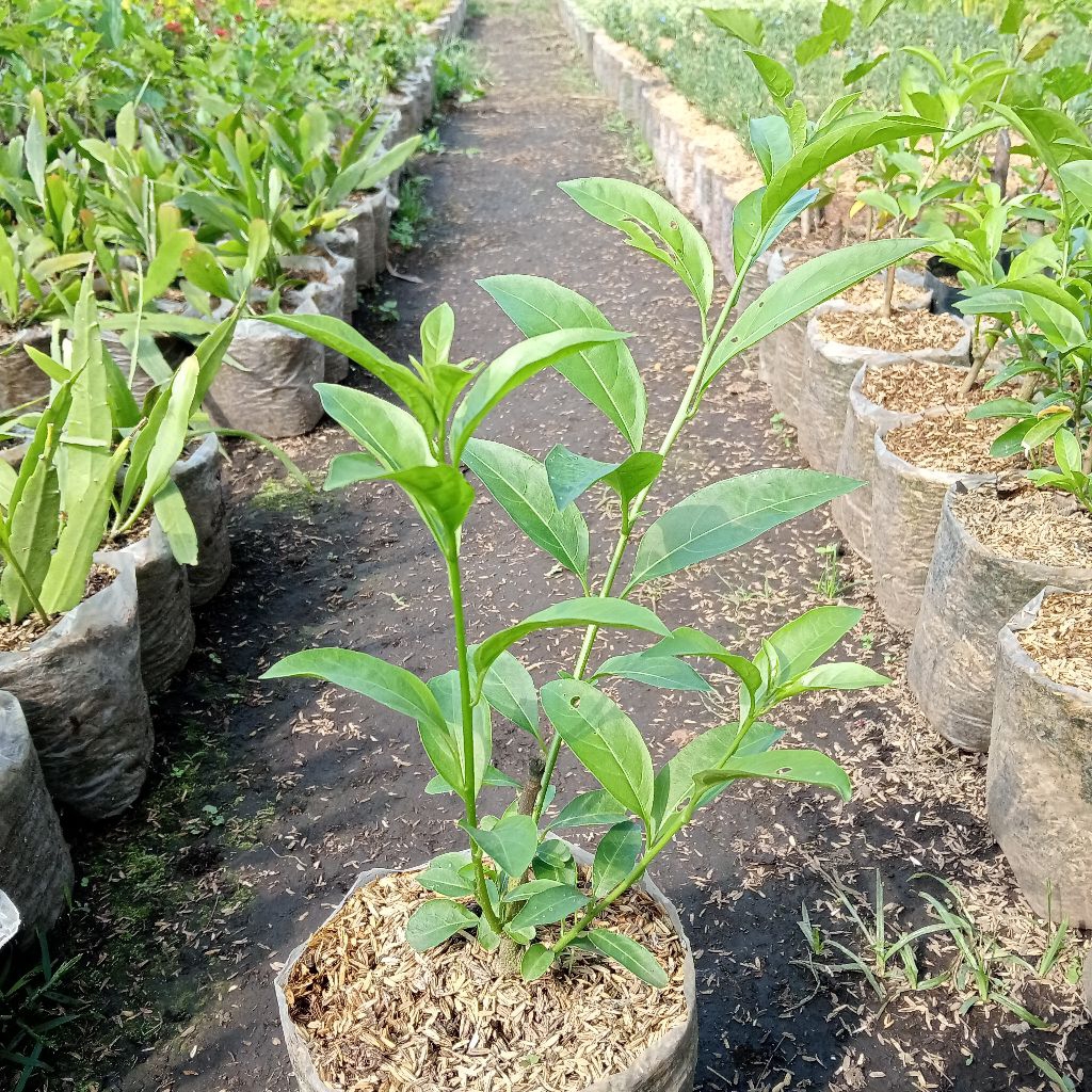 MELATI ARUM DALU SUPER WANGI