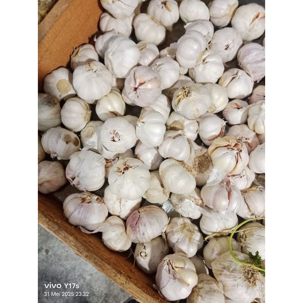 

Bawang Putih Kating 500gr / 250gr Fresh Termurah