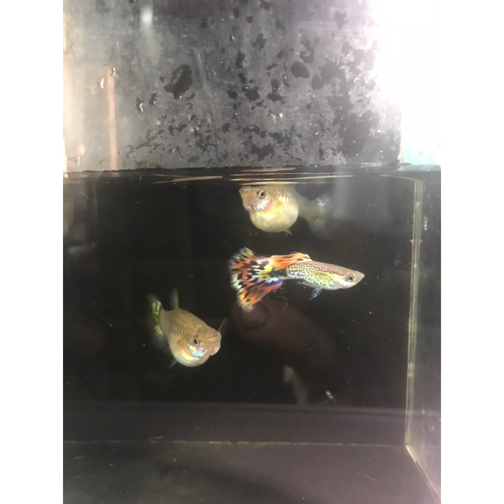 gantungan kunci Paket trio guppy cendolan 1 jantan 2 betina