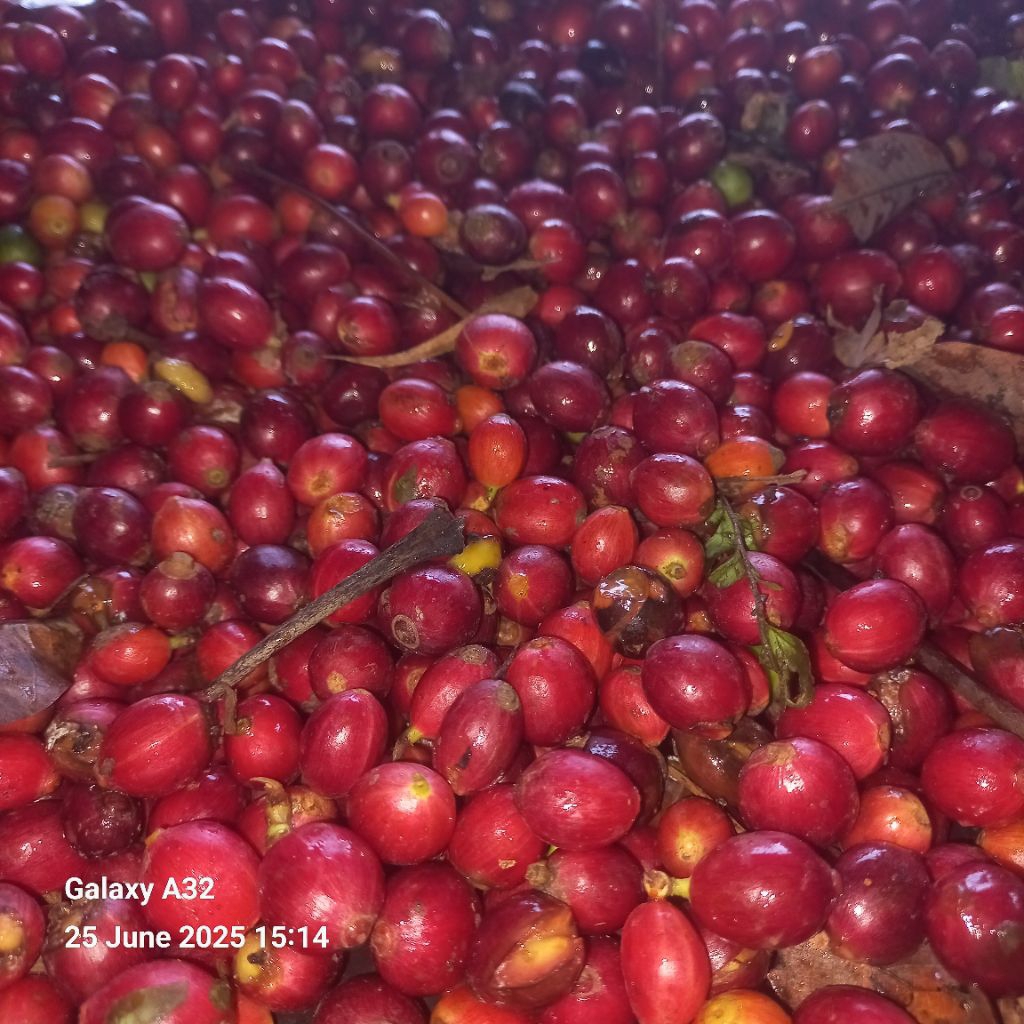 

Buah Kopi cherry Arabika 1 Kg
