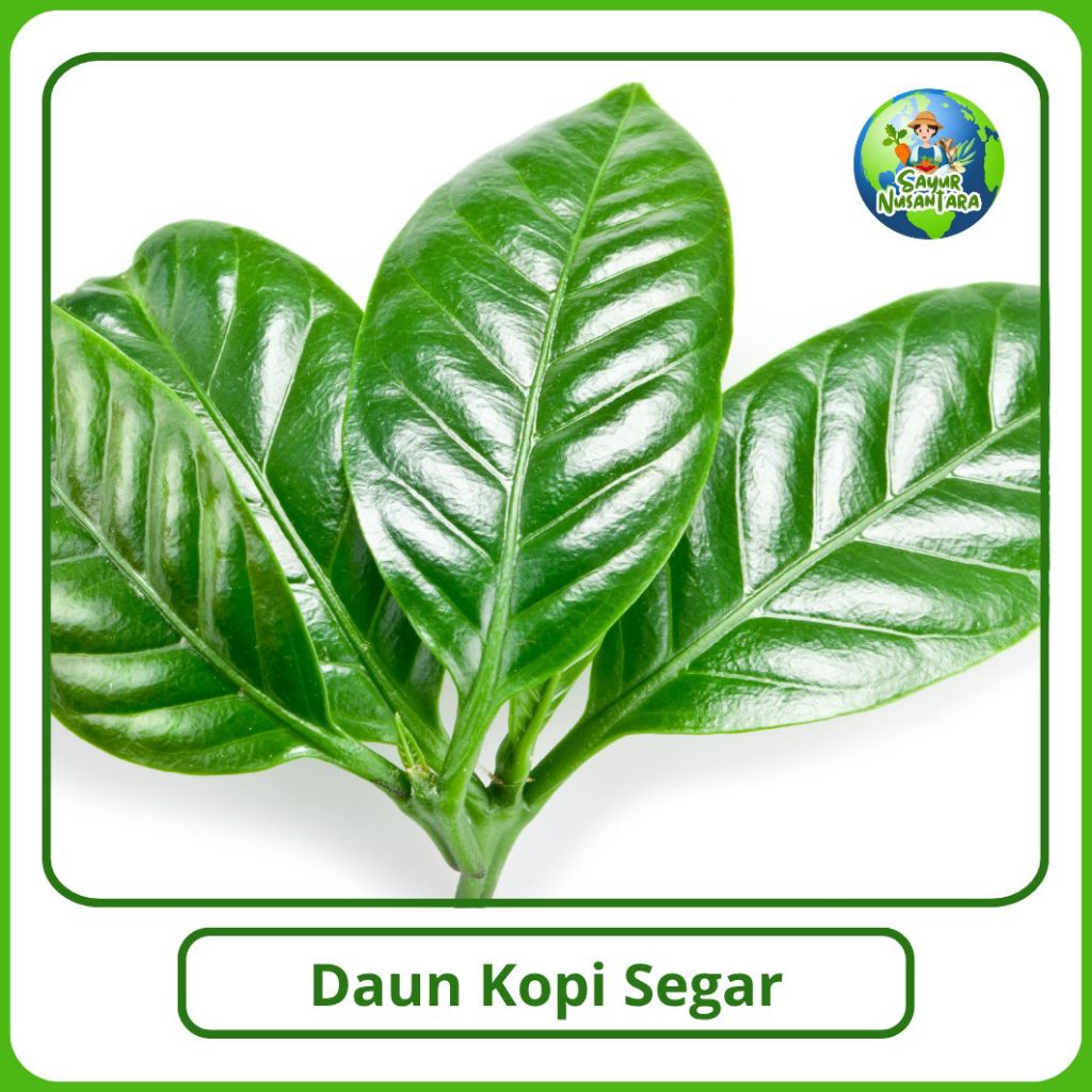 

Daun Kopi Segar Murah [1000g] COD