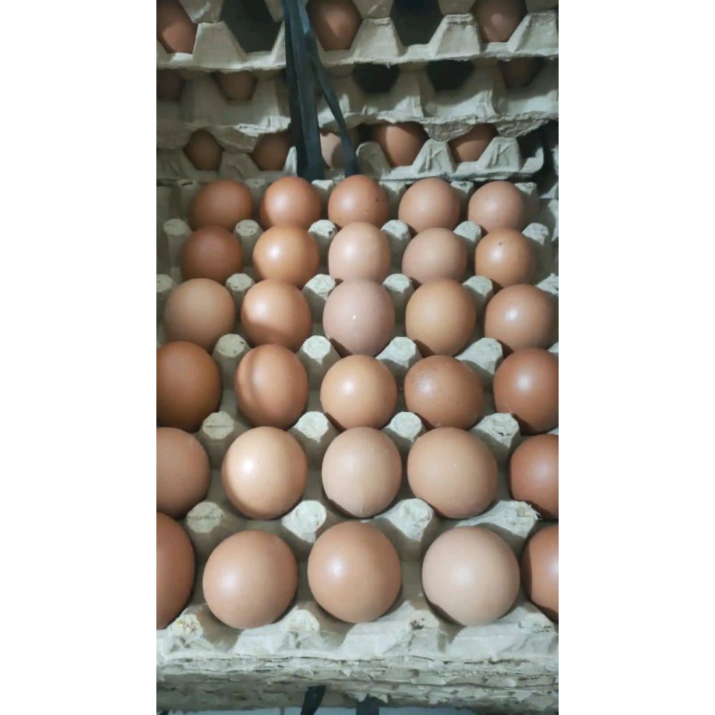 

Telor ayam 1kg