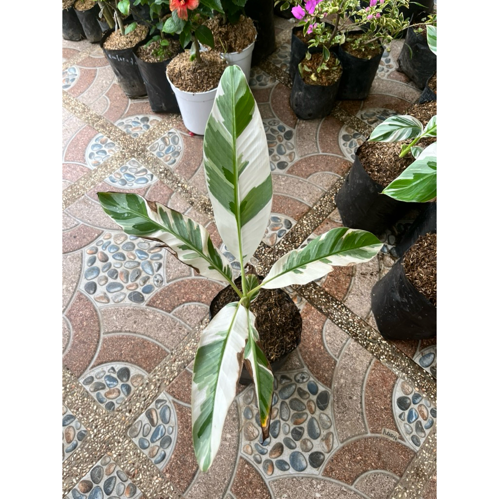 Pisang Varigata Berlin asli 100% tanaman sudah hidup Full media