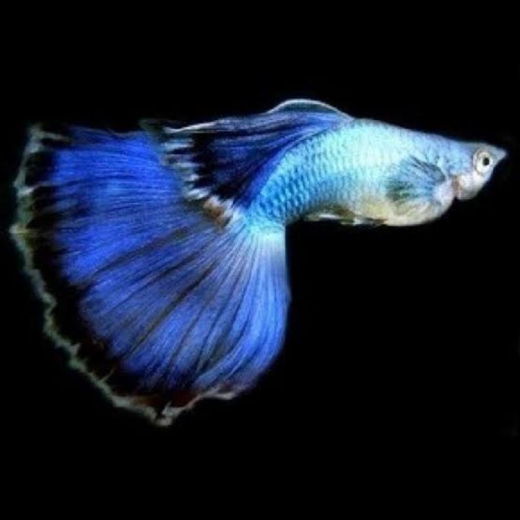 

PackingStyrofoam blue diamond