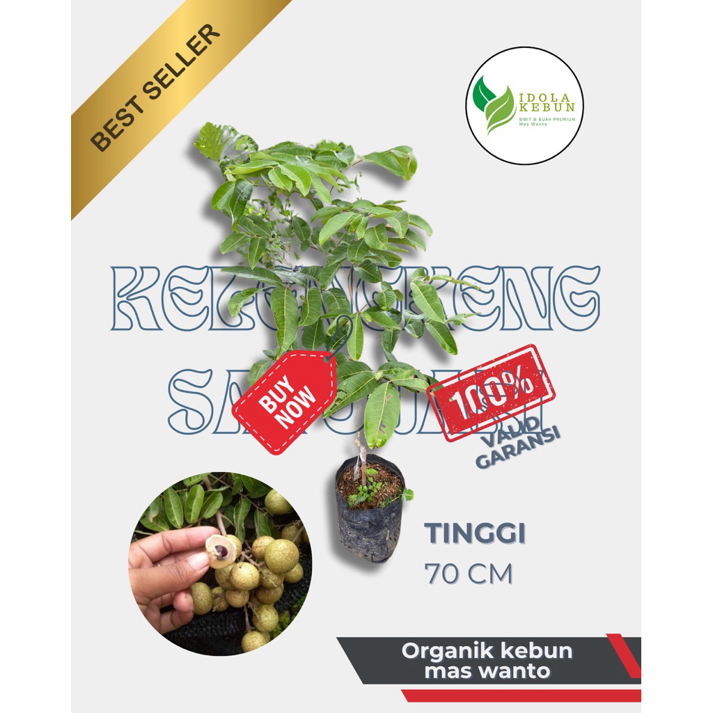 BIBIT KELENGKENG VARIETAS SATU JARI-BIBIT KELENGKENG SATU JARI-BIBIT BUAH KELENGKENG-BUAH KELENGKENG