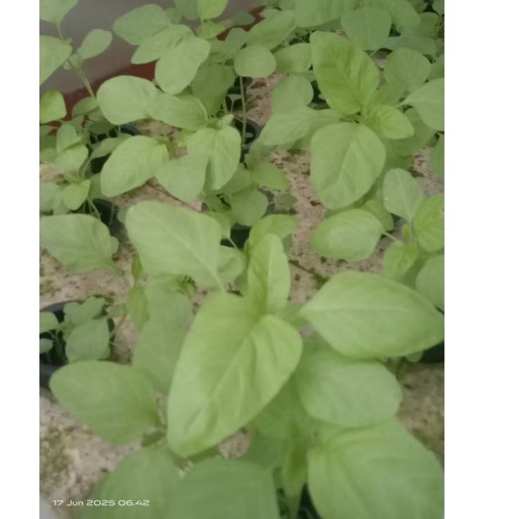 

sayur bayam hijau segar hidroponik 1 ikat