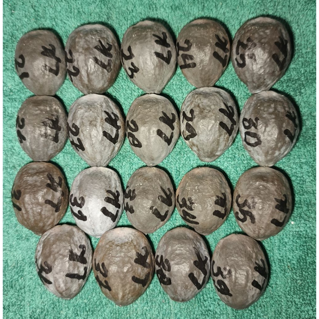 Muncang jawa anak LK Malangbong