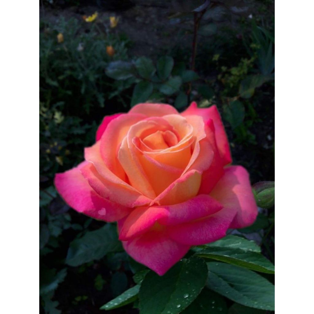 MAWAR IMPORT SUMMER OF LOVE (remaja)