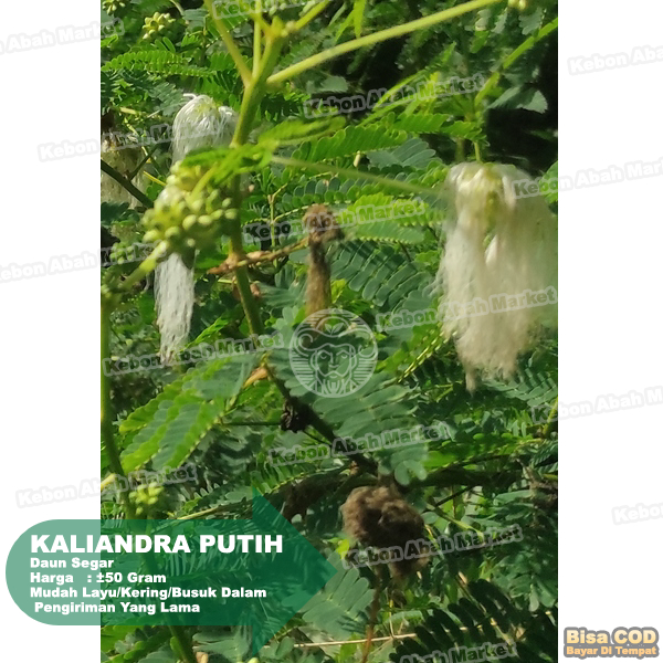 

Daun Kaliandra Putih Kurang Lebih 50 Gram